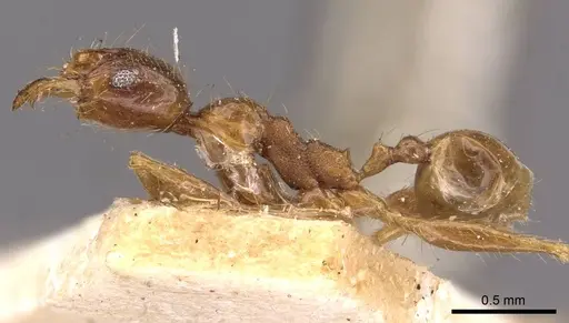 Pheidole binghamii - CASENT0907867