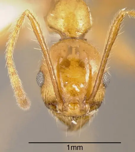 Pheidole biolleyi specimen