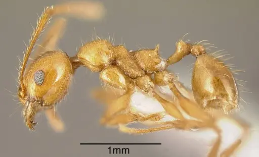 Pheidole biolleyi specimen