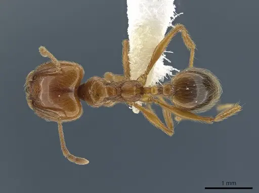 Pheidole biolleyi - CASENT0646557