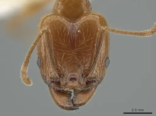 Pheidole biolleyi - CASENT0646557