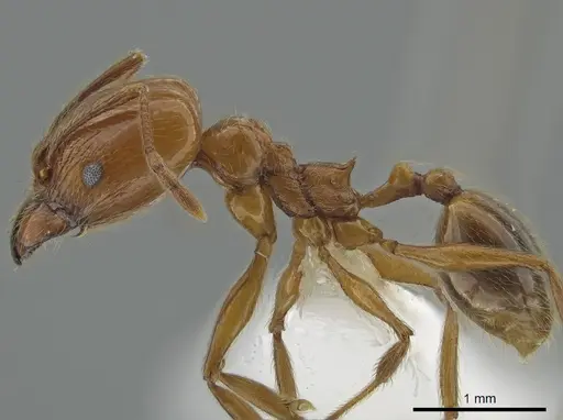 Pheidole biolleyi - CASENT0646557
