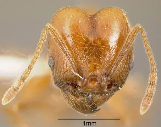 Pheidole biolleyi - INBIOCRI002272045
