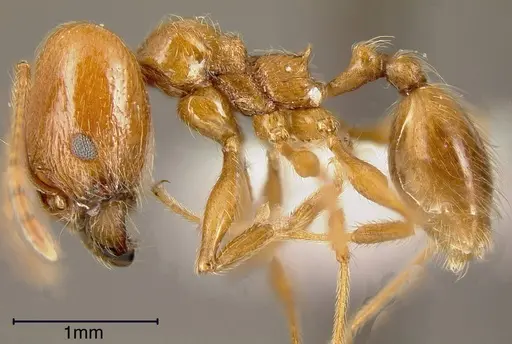 Pheidole biolleyi - INBIOCRI002272045
