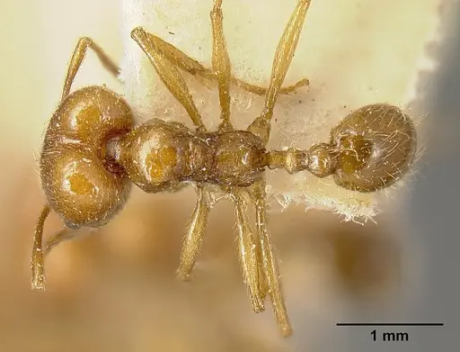 Pheidole biolleyi - JTLC000014072