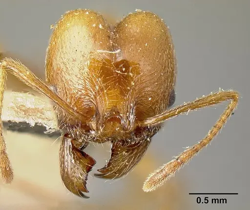 Pheidole biolleyi - JTLC000014072