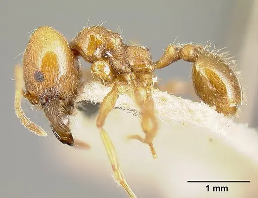 Pheidole biolleyi - JTLC000014072