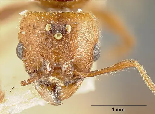 Pheidole biolleyi - JTLC000014076