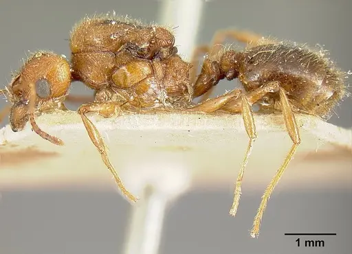 Pheidole biolleyi - JTLC000014076