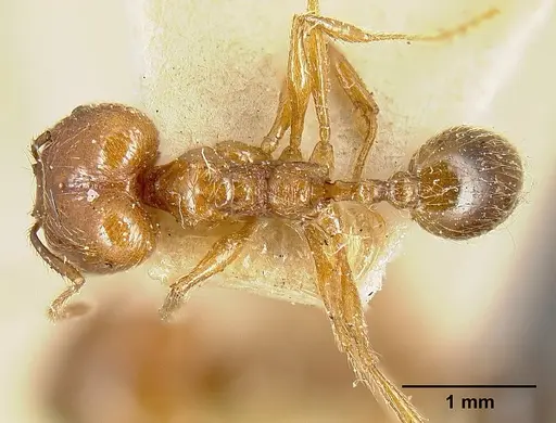 Pheidole biolleyi - JTLC000014077
