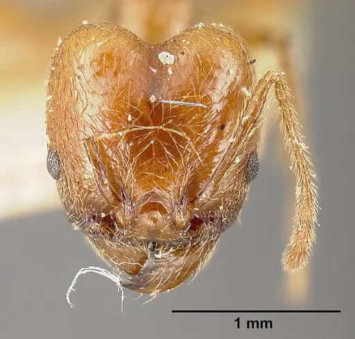 Pheidole biolleyi - JTLC000014077