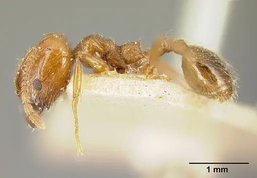 Pheidole biolleyi - JTLC000014077