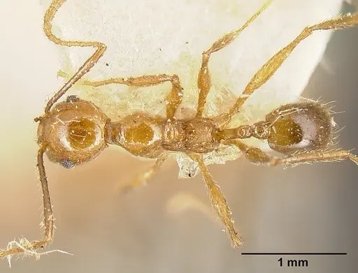 Pheidole biolleyi - JTLC000014078