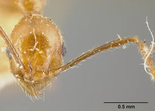 Pheidole biolleyi - JTLC000014078