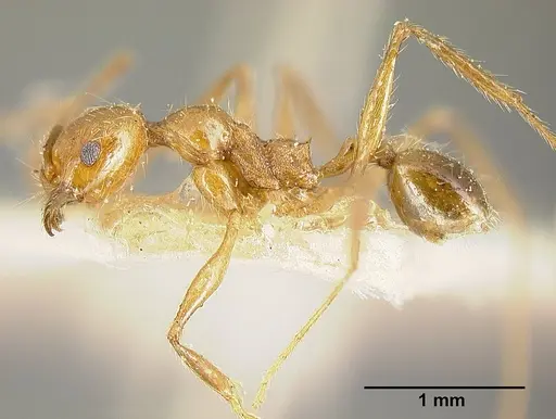 Pheidole biolleyi - JTLC000014078
