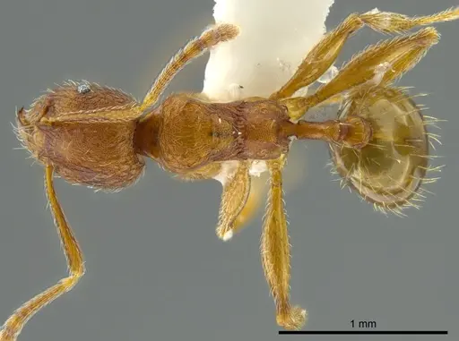 Pheidole bison specimen