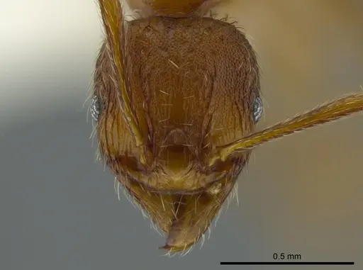 Pheidole bison specimen
