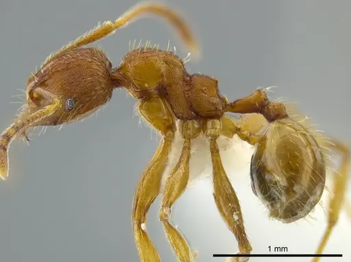 Pheidole bison specimen