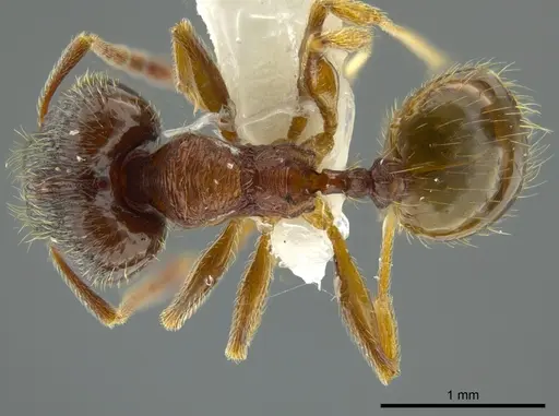 Pheidole bison - JTLC000016329