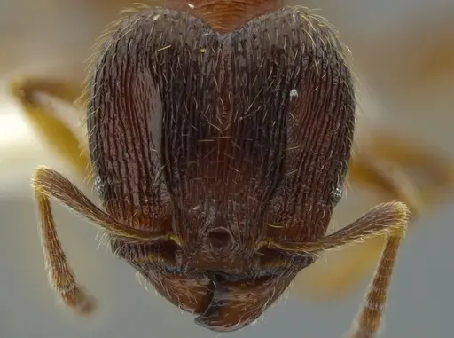 Pheidole bison - JTLC000016329