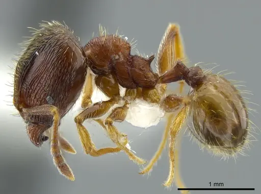 Pheidole bison - JTLC000016329