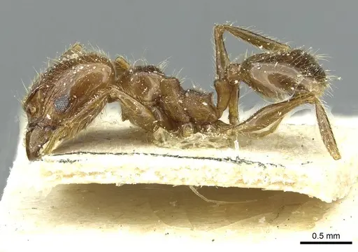 Pheidole blumenauensis specimen