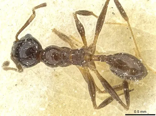 Pheidole blumenauensis - CASENT0913279