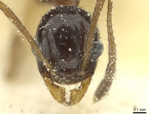 Pheidole blumenauensis - CASENT0913279