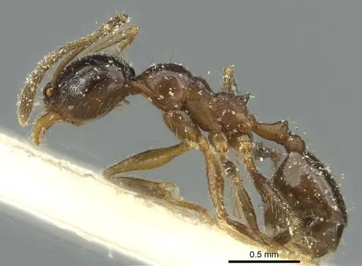 Pheidole blumenauensis - CASENT0913279