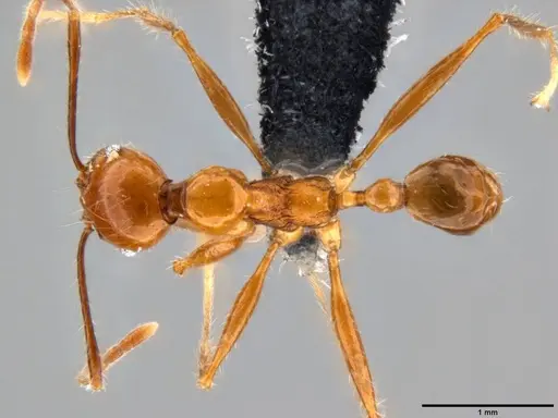 Pheidole bluntschlii specimen