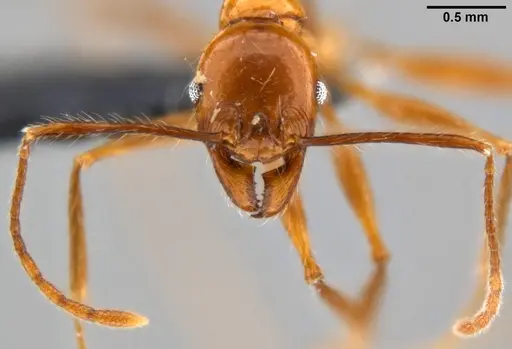 Pheidole bluntschlii specimen