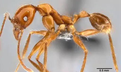 Pheidole bluntschlii specimen