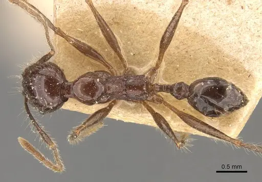 Pheidole bluntschlii - CASENT0908314