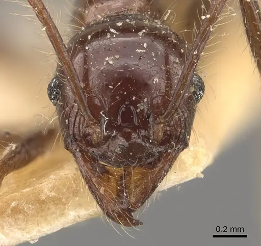 Pheidole bluntschlii - CASENT0908314