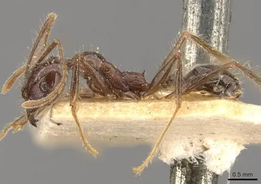 Pheidole bluntschlii - CASENT0908314