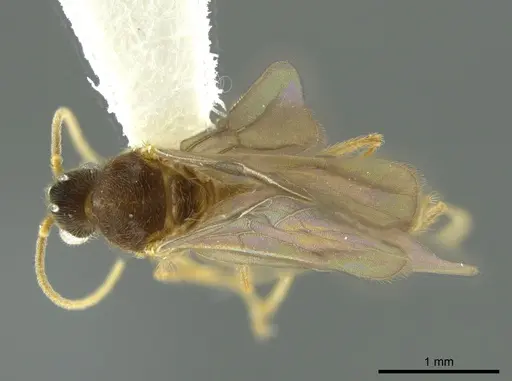 Pheidole boliviana specimen