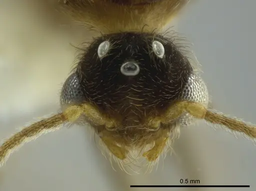 Pheidole boliviana specimen