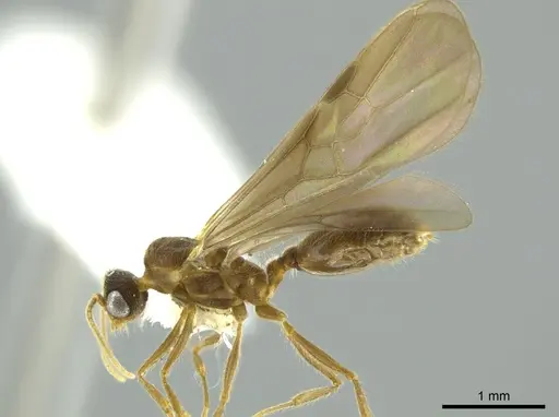 Pheidole boliviana specimen