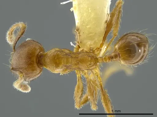 Pheidole boltoni specimen