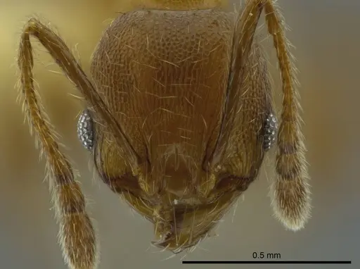 Pheidole boltoni specimen