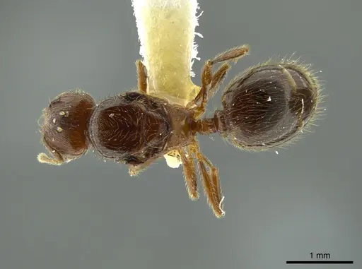 Pheidole boltoni - CASENT0624222
