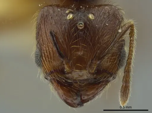 Pheidole boltoni - CASENT0624222
