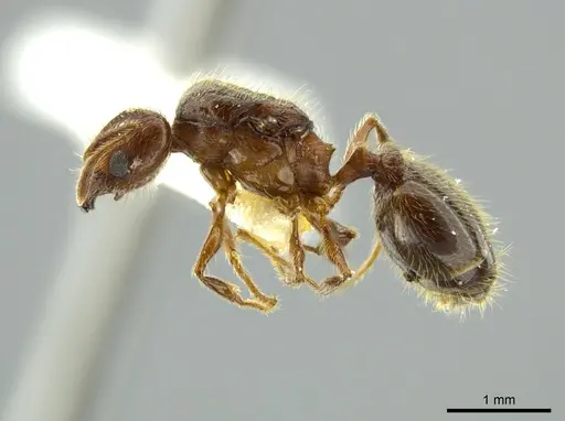 Pheidole boltoni - CASENT0624222
