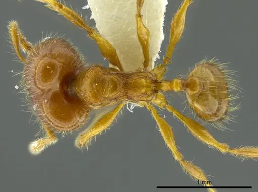 Pheidole boltoni - CASENT0624223