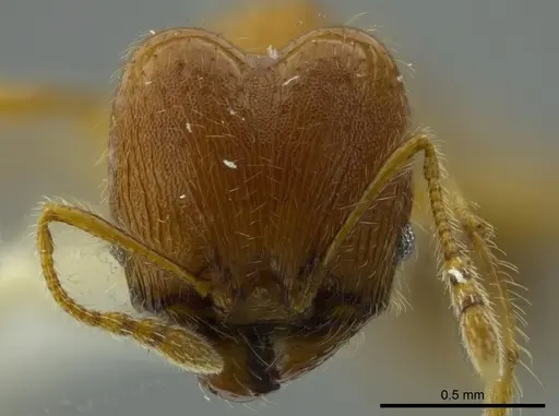 Pheidole boltoni - CASENT0624223