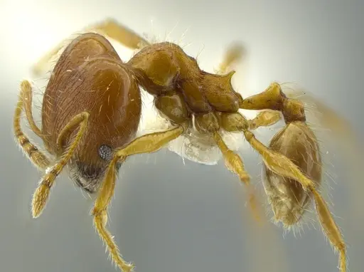 Pheidole boltoni - CASENT0624223