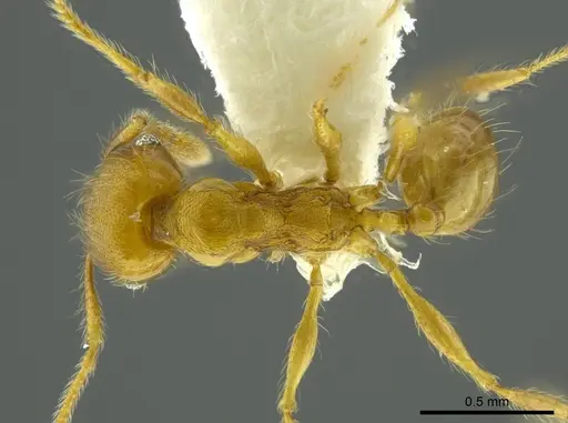 Pheidole boltoni - CASENT0624224