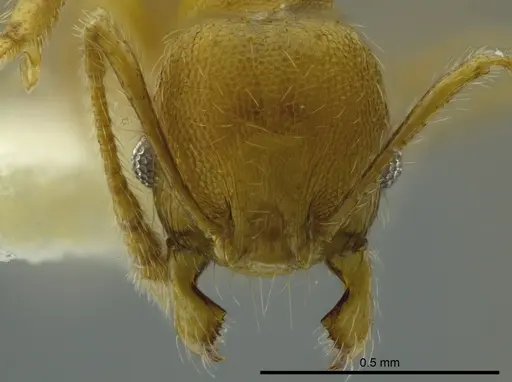 Pheidole boltoni - CASENT0624224