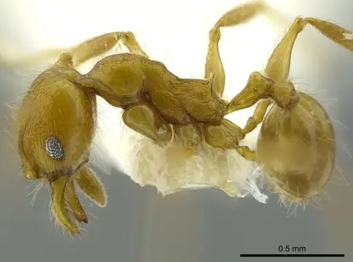 Pheidole boltoni - CASENT0624224