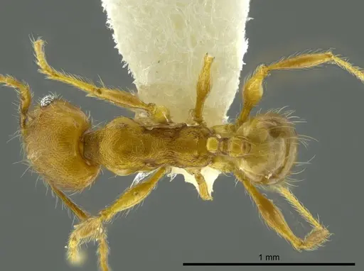 Pheidole boltoni - CASENT0624225